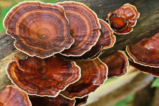 Reishi: The Complete Guide