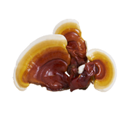 Reishi